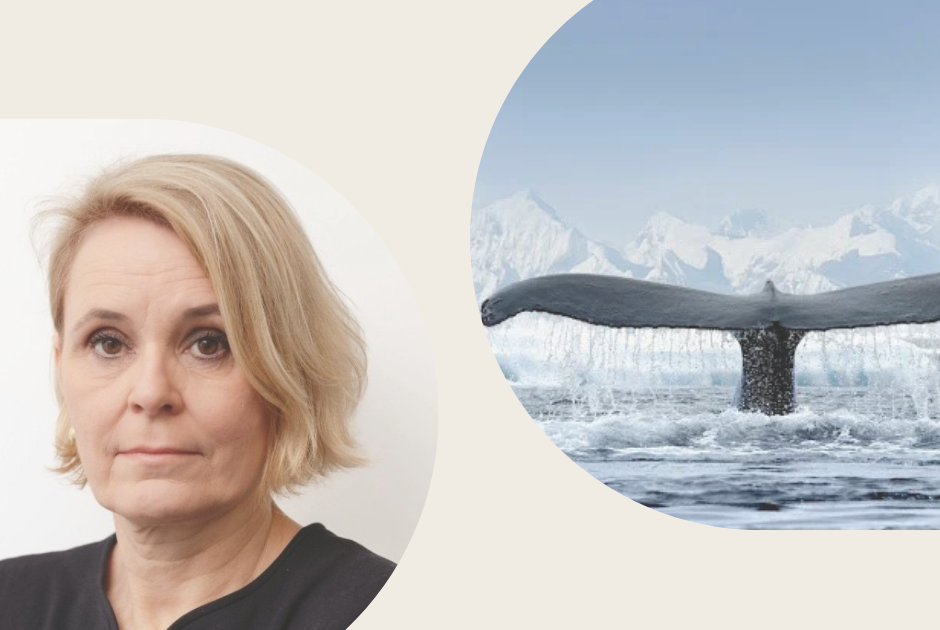 Toril og hvalhale i havet